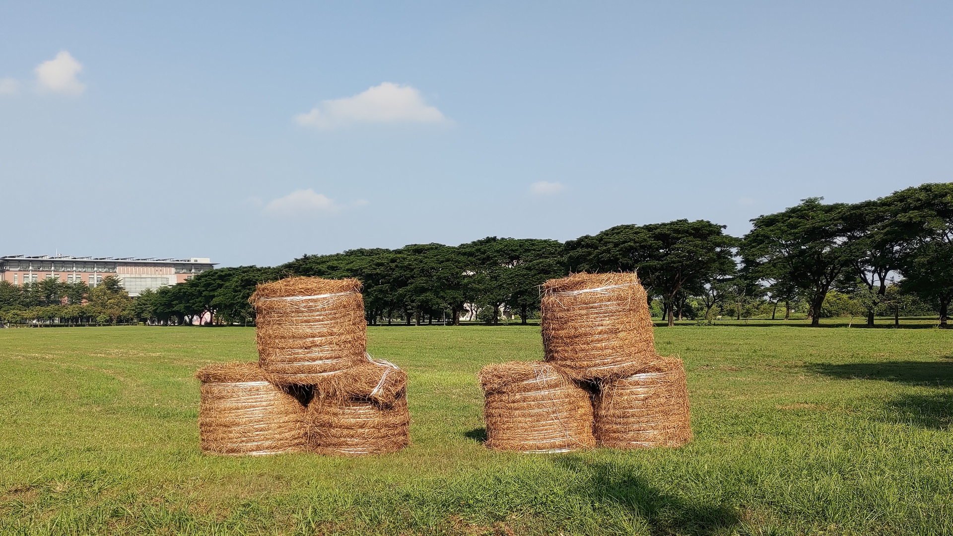 想欣賞療癒草捲，除了歐式廣場近圖資館、法學院、東側門，還有西側體健休大樓旁草坪共4處地點