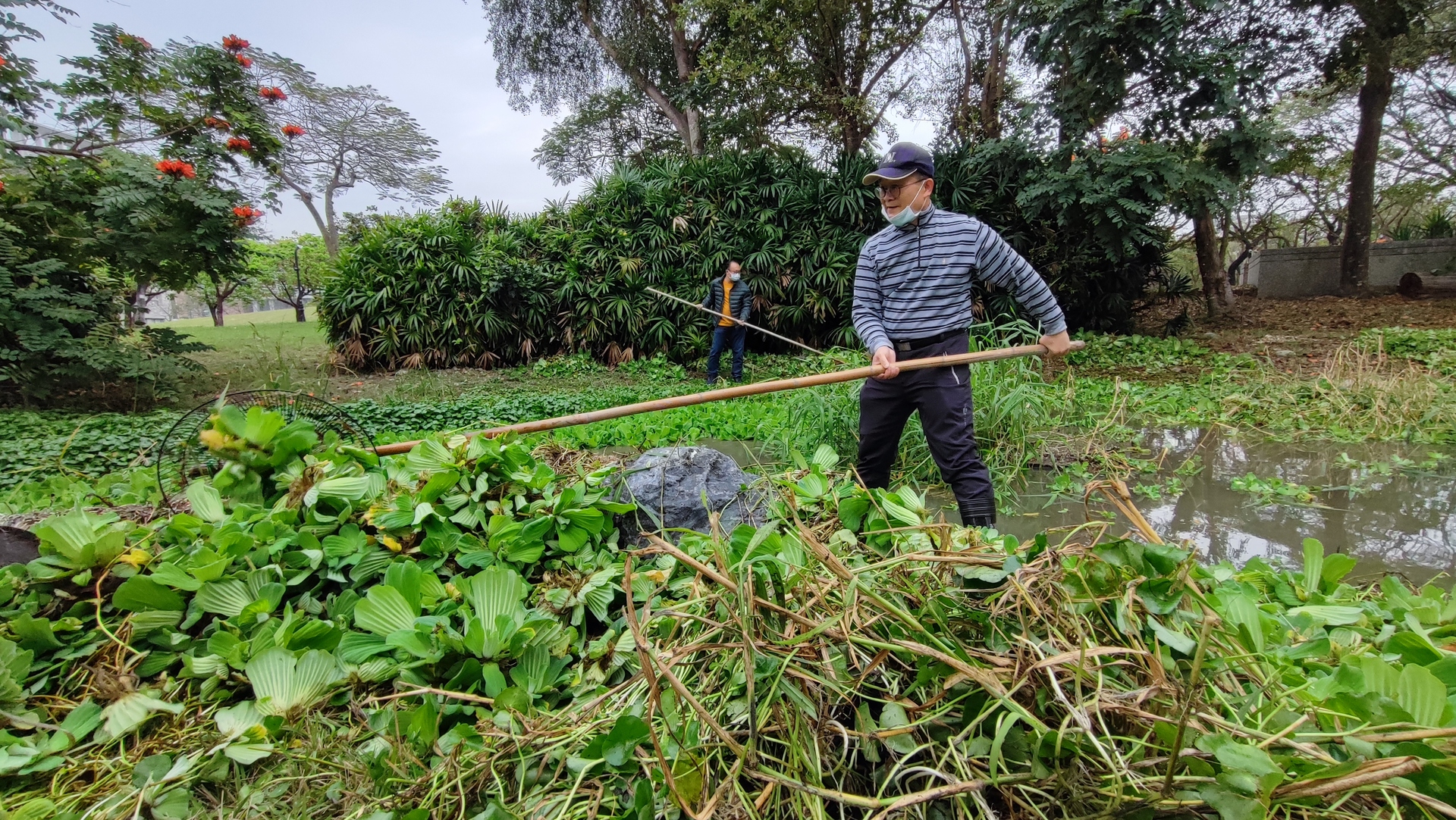 參與學員、財經法律學系教授張永明賣力清除淤積河道上的水芙蓉、銅錢草。