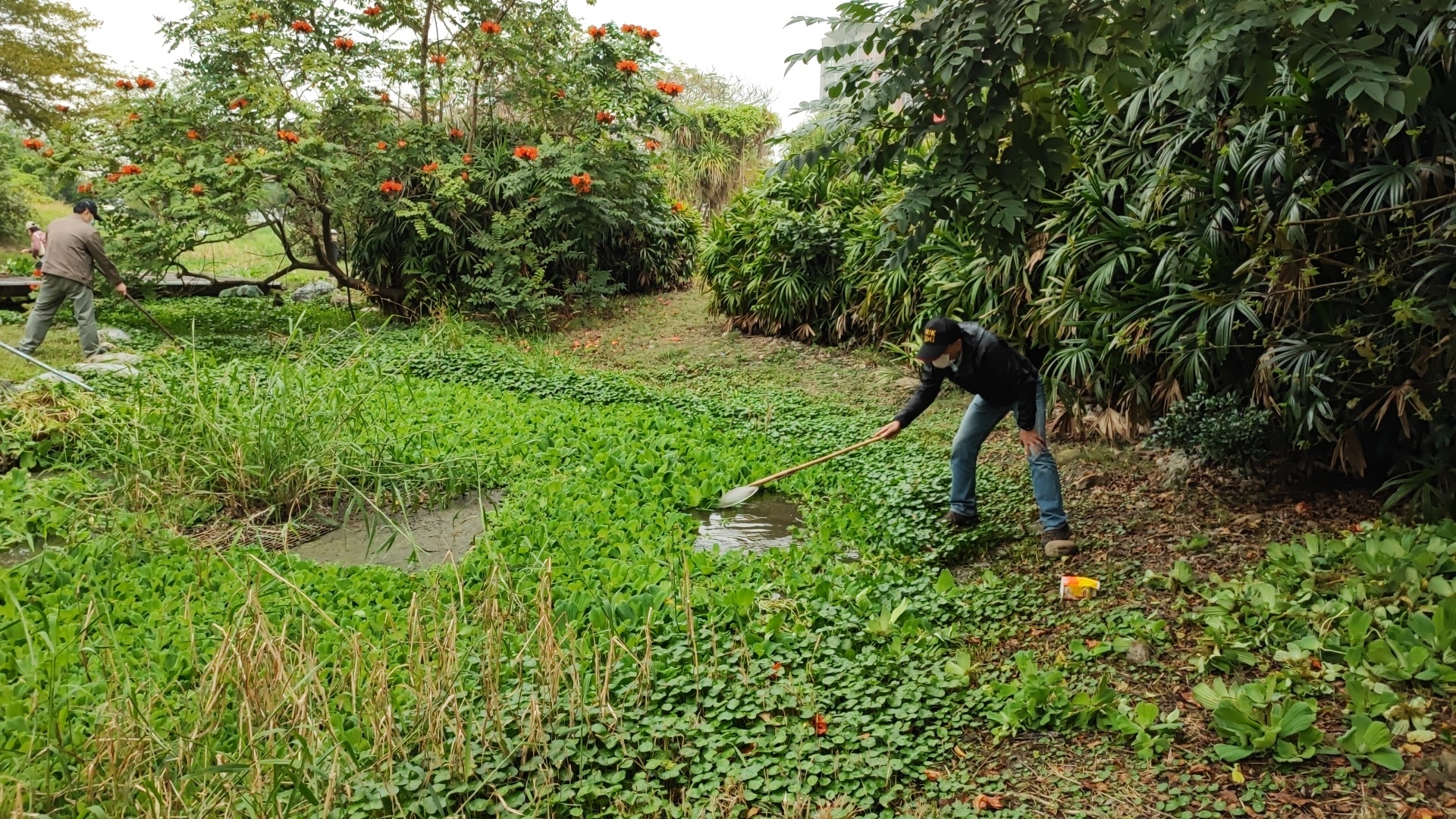 參與學員、應用化學系助理教授何永皓賣力清除淤積河道上的水芙蓉、銅錢草。