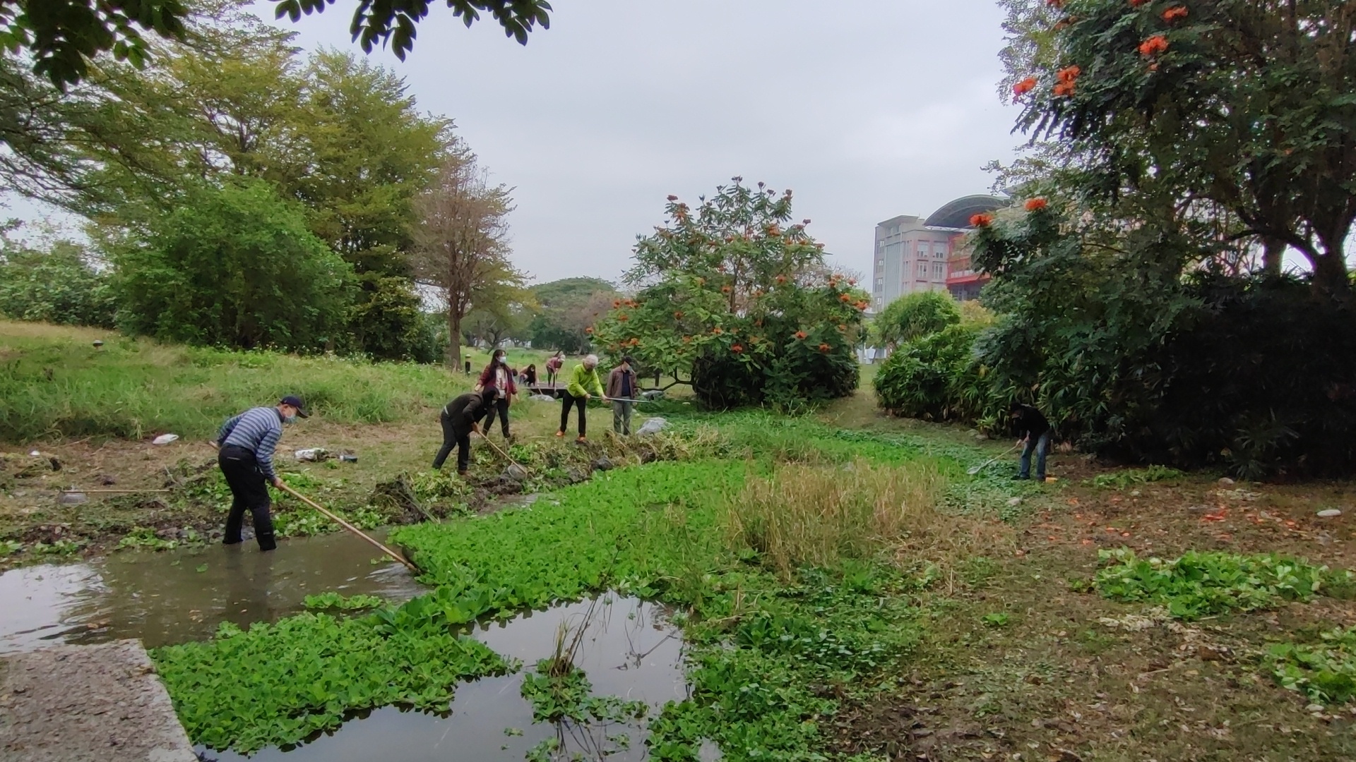學員清除淤積河道上的水芙蓉、銅錢草