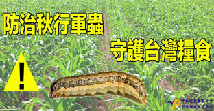 防治秋行軍蟲，守護台灣糧食
