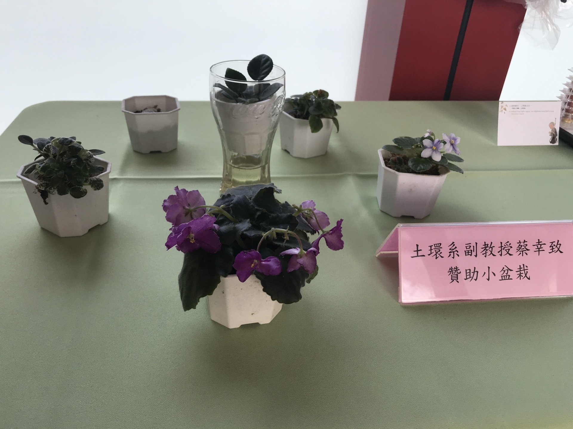 土環系蔡幸致老師致贈開花盆栽