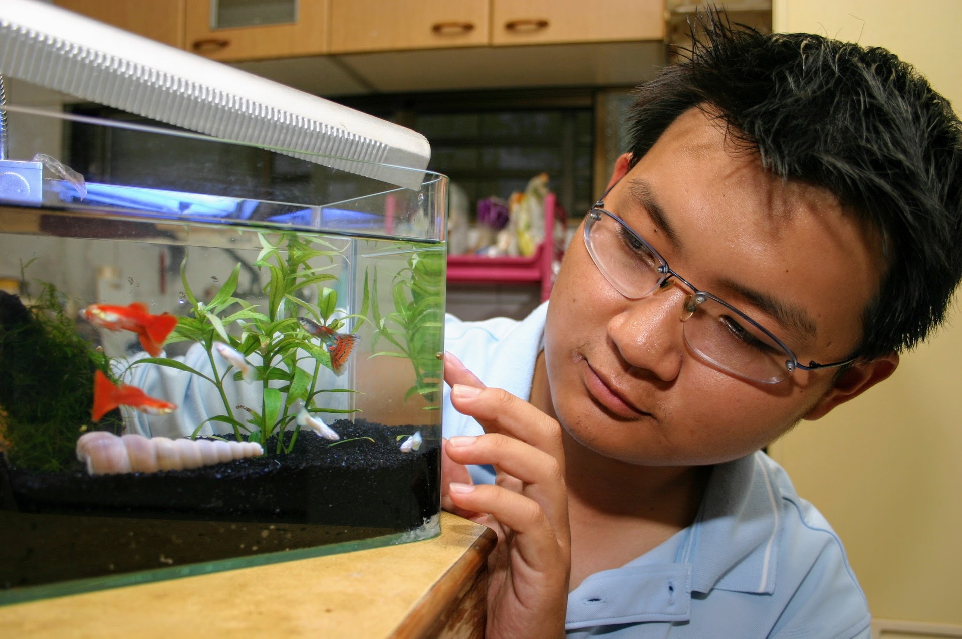 大學時期的陳玄,展現育種才華,繁殖新品種孔雀魚01。【高大資料照片,攝於2005年05月13日】圖片