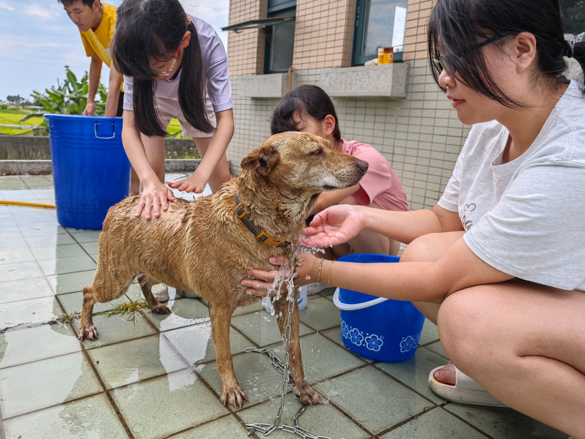寵研社「洗狗大會」為校內流浪狗清潔，以實際行動傳達尊重生命、愛護動物理念001