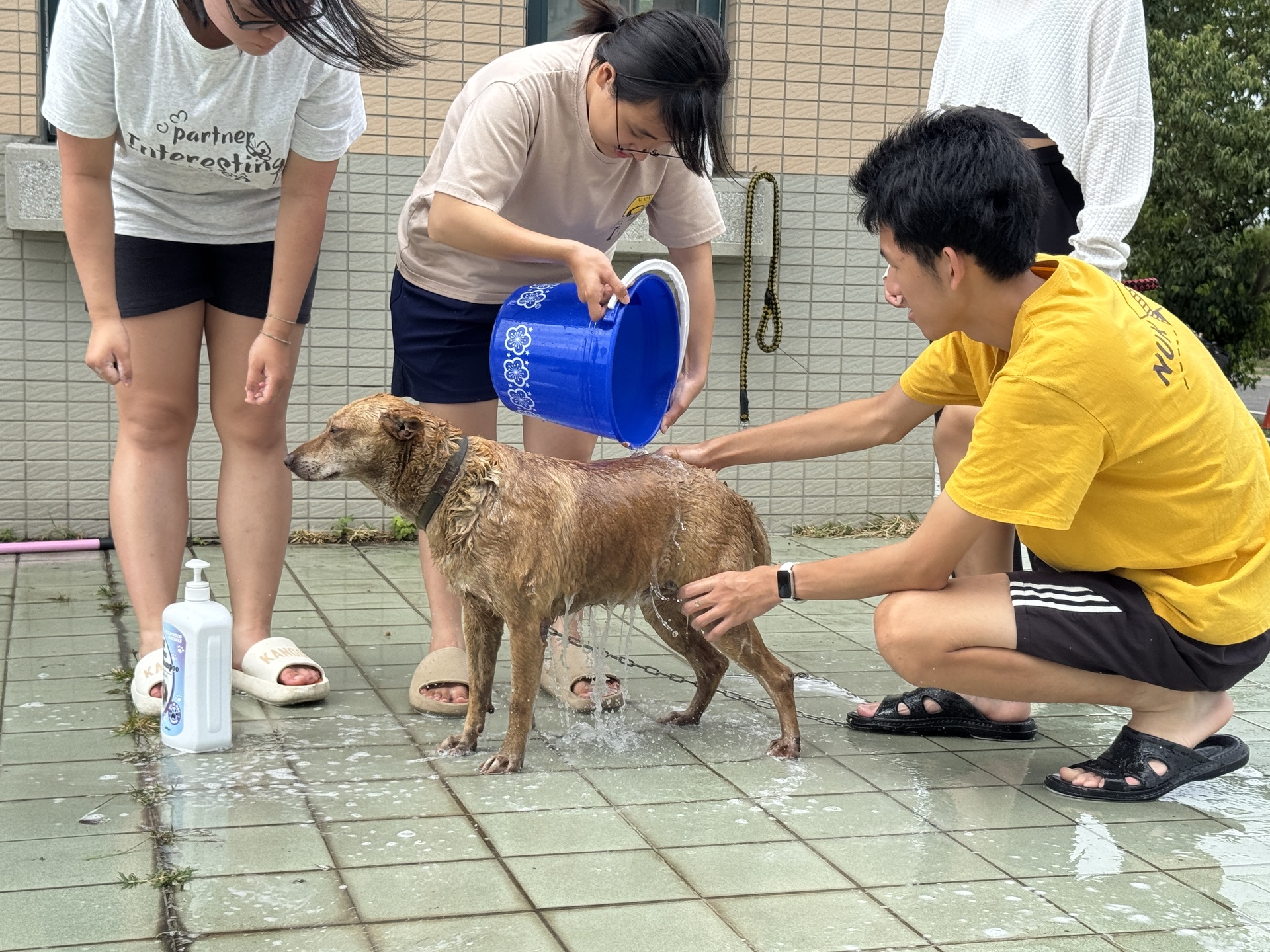 寵研社「洗狗大會」為校內流浪狗清潔，以實際行動傳達尊重生命、愛護動物理念004